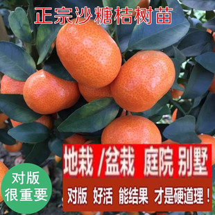 砂糖桔树苗 嫁接早熟新品种金秋沙糖橘 桔子橘子苗盆栽庭院果树苗