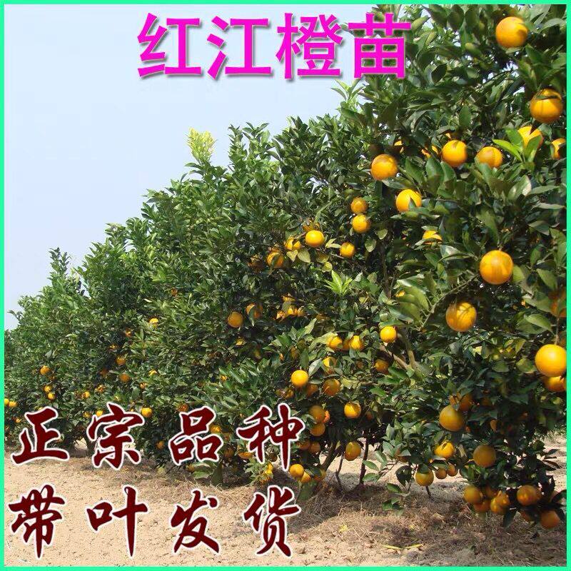 甜橙树苗红光橙树苗红江橙苗嫁接廉江红橙红江橙子果苗