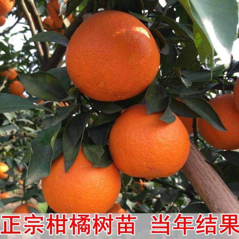 柑橘苗四川耙耙柑春见树苗盆栽水果庭院由良爱媛红美人沃柑橘子树