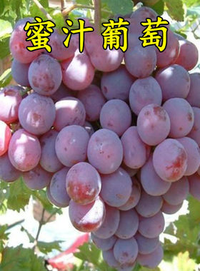 耐寒甜葡萄蜜汁苗嫁接树