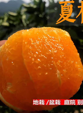 秭归夏橙苗中华红血子树