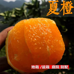 秭归夏橙苗 中华红血橙 橙子树苗嫁接苗红肉脐橙当年结果树苗