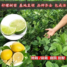 盆栽地栽柠檬树苗香水柠檬树苗四季室内阳台南方北方食用水果树苗