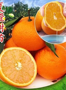 秭归夏橙苗中华红血子树
