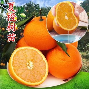 秭归夏橙苗中华红血橙 橙子树苗嫁接苗红肉脐橙当年结果树苗常绿