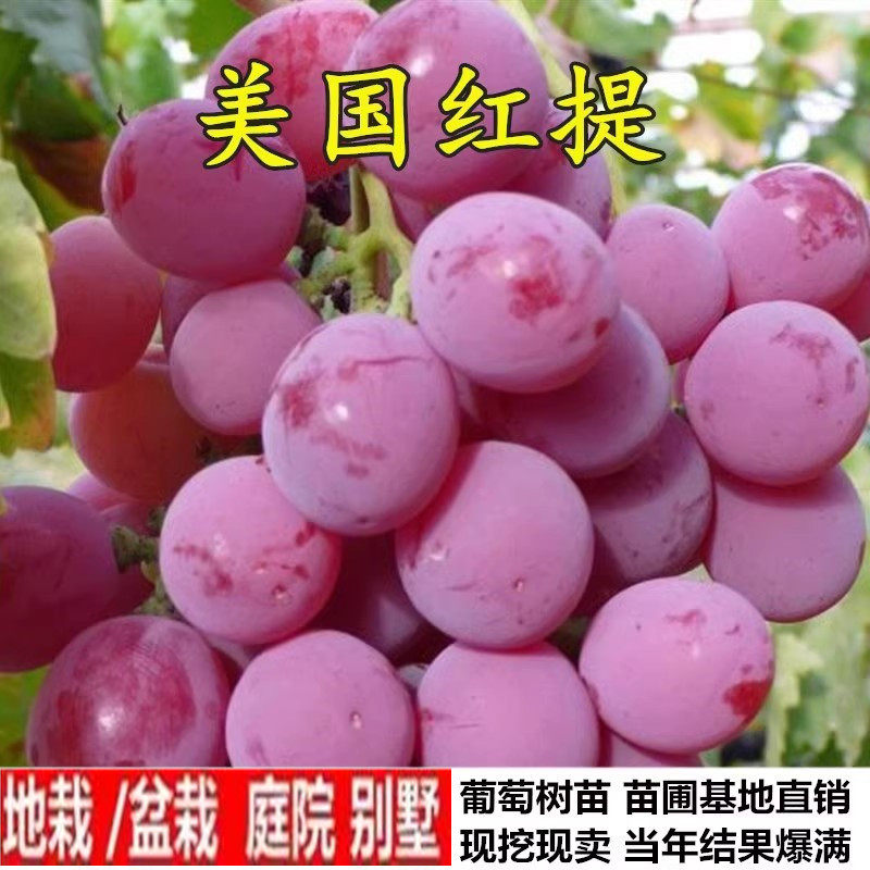 美国红提无籽葡萄苗果树南北方四季种植盆栽爬藤葡萄树苗当年结果