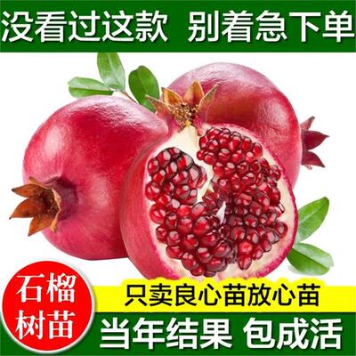 石榴树苗庭院盆栽软籽南方
