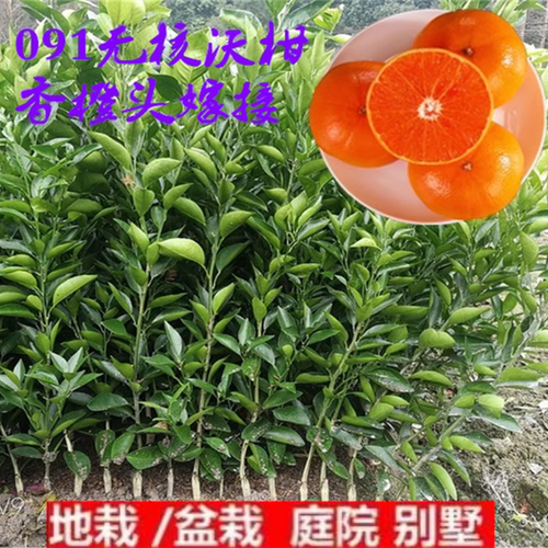 091无核沃柑果树苗嫁接香
