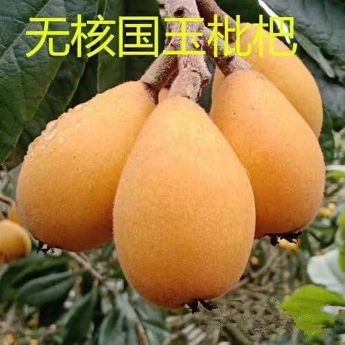 批把树苗新品种正宗无核国