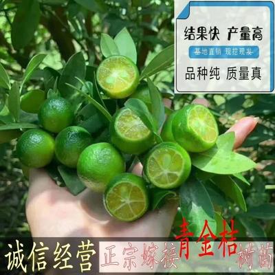 正宗海南青金桔树苗奶茶饮