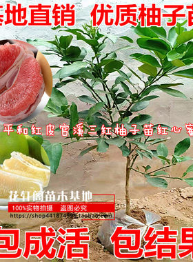 福建平和红皮官溪三柚子苗