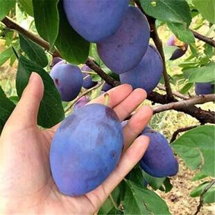 美国大黑李 黑布林嫁接苗 黑布朗李 黑布林树苗 李子果树苗嫁接苗
