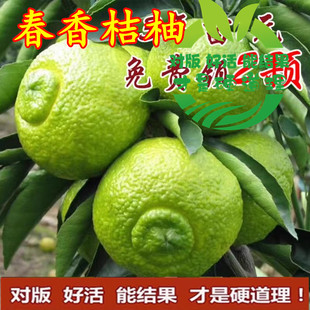 春香桔柚嫁接苗 象山青 桔和柚的杂交 口感甘甜脆爽健壮柑橘苗