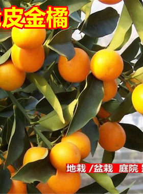 橘子树苗金桔滑皮融安枣