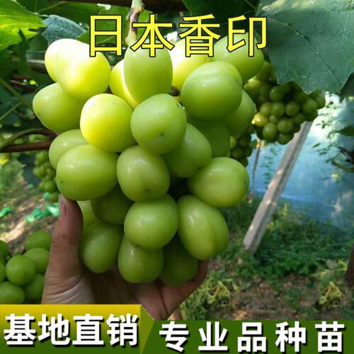 葡萄苗新品种日本香印翠