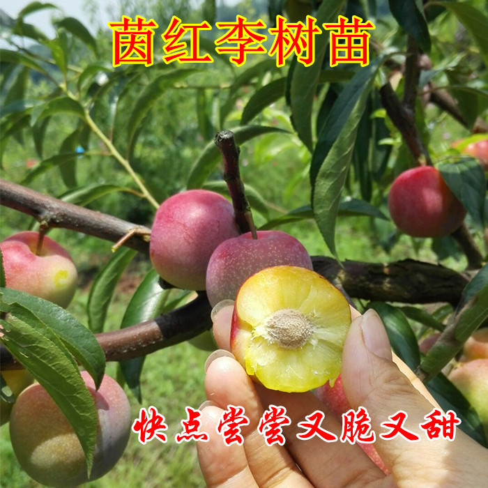 四川脆甜脱骨红李树苗半