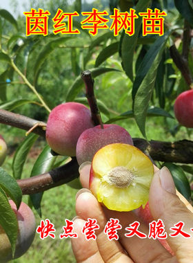 四川脆甜脱骨红李树苗半