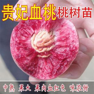 贵妃血桃苗嫁接桃树苗中华血桃树苗水蜜桃苗南北方种植当年结果苗