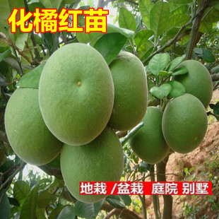 正毛化橘红苗 化州橘红果苗 化州药用特产 桔红树苗 橘红嫁接苗结