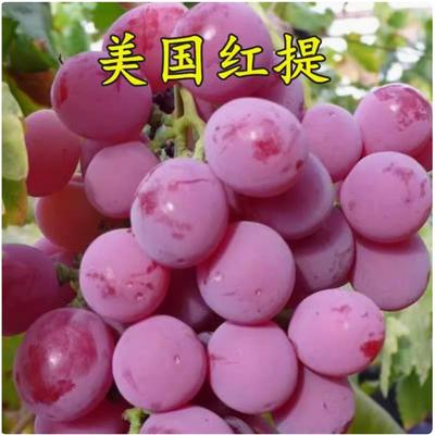 美国红提葡萄苗子地球嫁