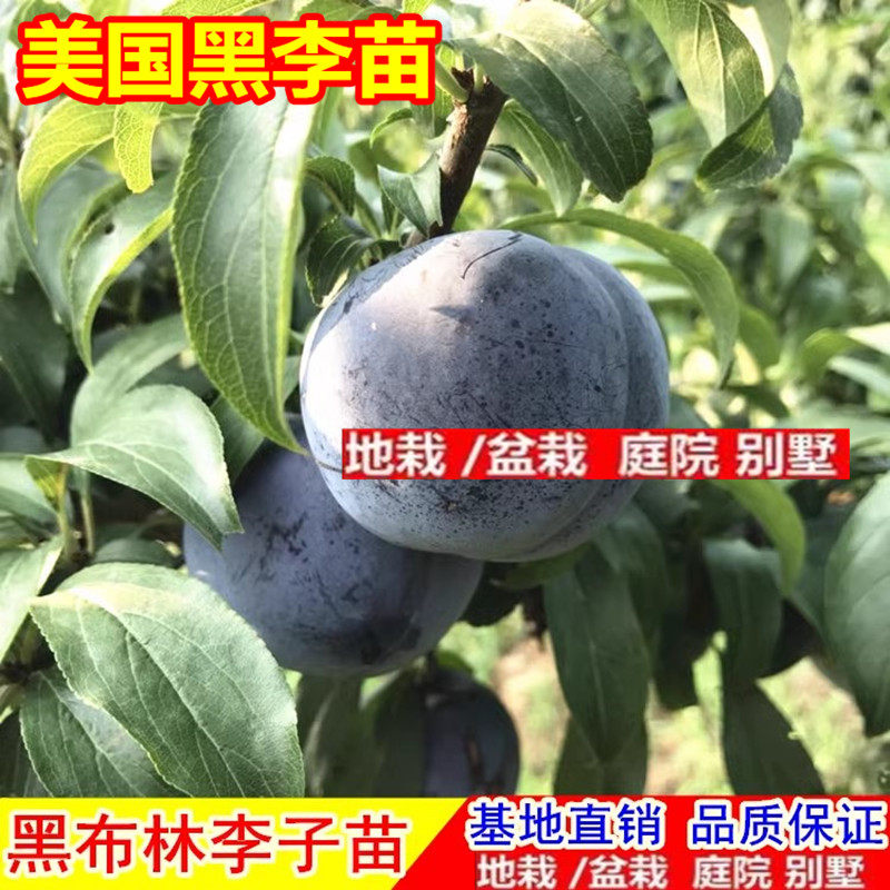 美国黑李/黑骑士/嫁接李子苗晚熟脆李李子树苗南北方种植当年结果