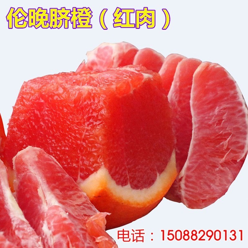 脐橙树苗嫁接子伦晚盆栽图片