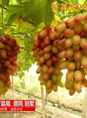 葡萄苗2年嫁接树庭院爬藤