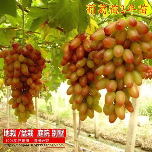 葡萄苗2年嫁接树庭院爬藤