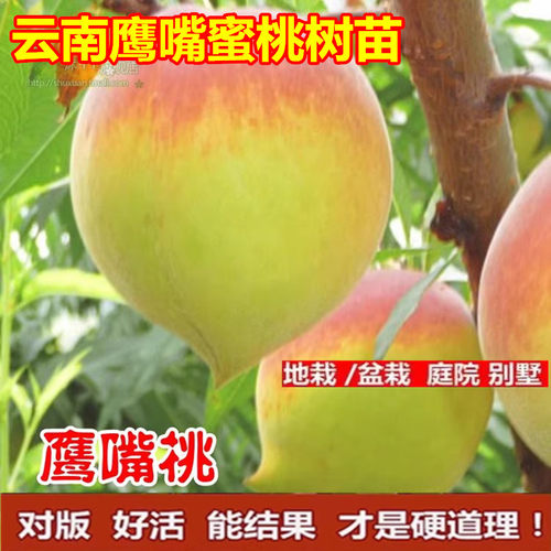 云南鹰嘴蜜桃树苗嫁接水a