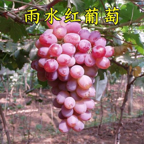 南方特抗无核葡萄雨水红苗