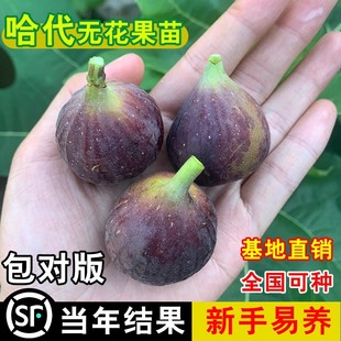 哈代无花果树苗高耐寒糖心紫果无花果苗南方北方种植当年结果