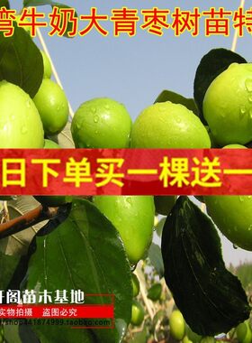 枣树嫁接苗台湾牛奶大青