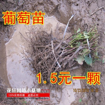葡萄苗果树盆栽地爬藤庭院