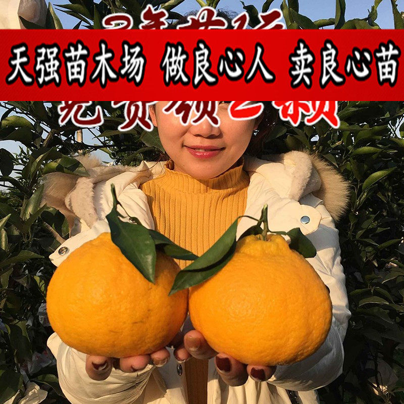 柑橘果树苗嫁接不知火苗柑橘苗丑橘苗丑桔苗丑橘树苗丑八怪橘子苗