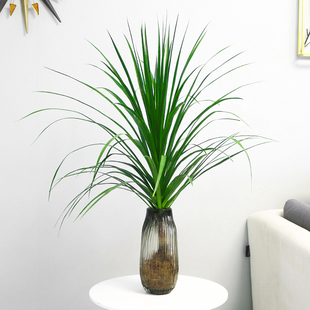 龙血树水培植物龙须树绿植盆栽室内客厅办公室龙血树四季 常青盆景