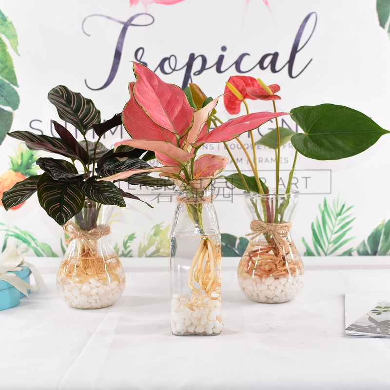 竹芋水培植物玻璃瓶好养室内花卉花瓶琴叶榕办公室绿植水养小盆栽