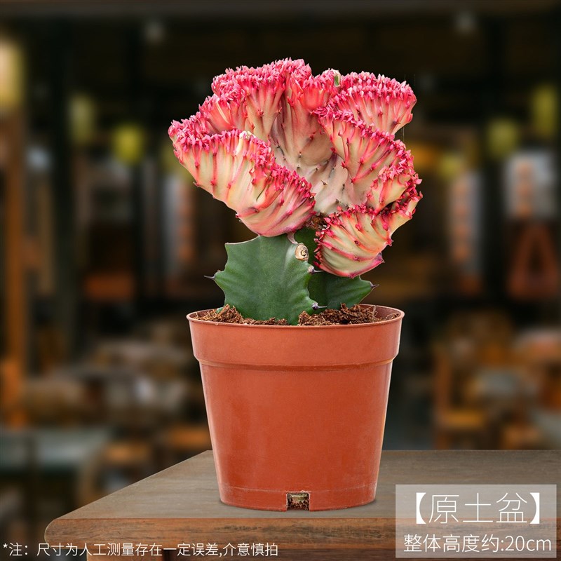 彩麒麟多肉室内办公室桌面植物仙人掌盆栽开花好养易成活