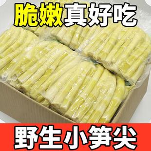 新鲜小竹笋嫩笋尖当季 蔬菜笋丝鲜嫩脆爽去壳无老根手剥笋野生竹笋