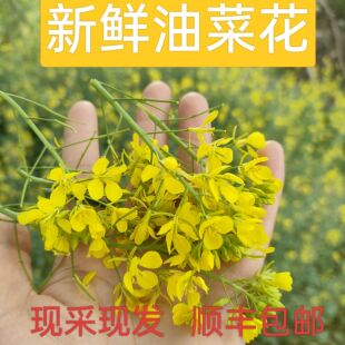 新鲜油菜花叶现采现发油菜花食疗拼盘摆放创意花油菜花