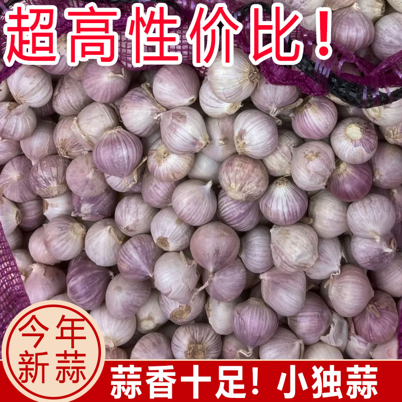 2025新鲜干蒜紫皮独头蒜大蒜头独蒜头珍珠蒜农家现挖红皮