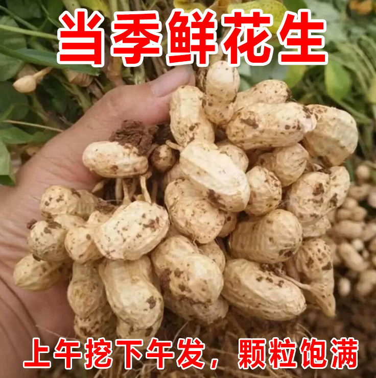 2026年新鲜红皮花生带壳湿花生农家鲜花生现挖新鲜带泥嫩花生红米