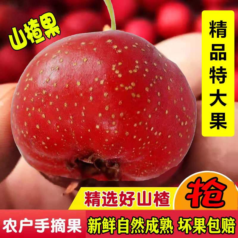 山楂鲜果新鲜鲜山楂果甜红子甜山楂现摘水果炒糖雪球大五棱糖葫芦