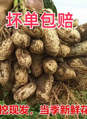 2026年新鲜湿花生5斤现挖现发带壳泥巴花生多粒红皮可水煮鲜花生