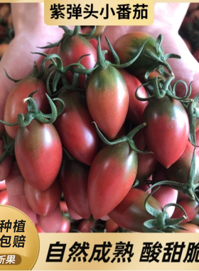 福建迷彩小番茄紫色小西红柿新鲜圣女果子弹头小柿子农家种植脆甜