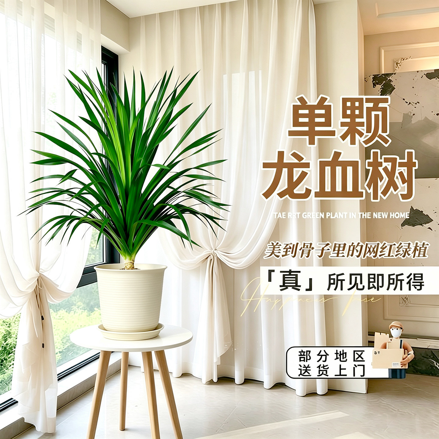 龙血树客厅大型旺宅绿植单头黑珍珠清新空气盆栽室内落地盆景植物