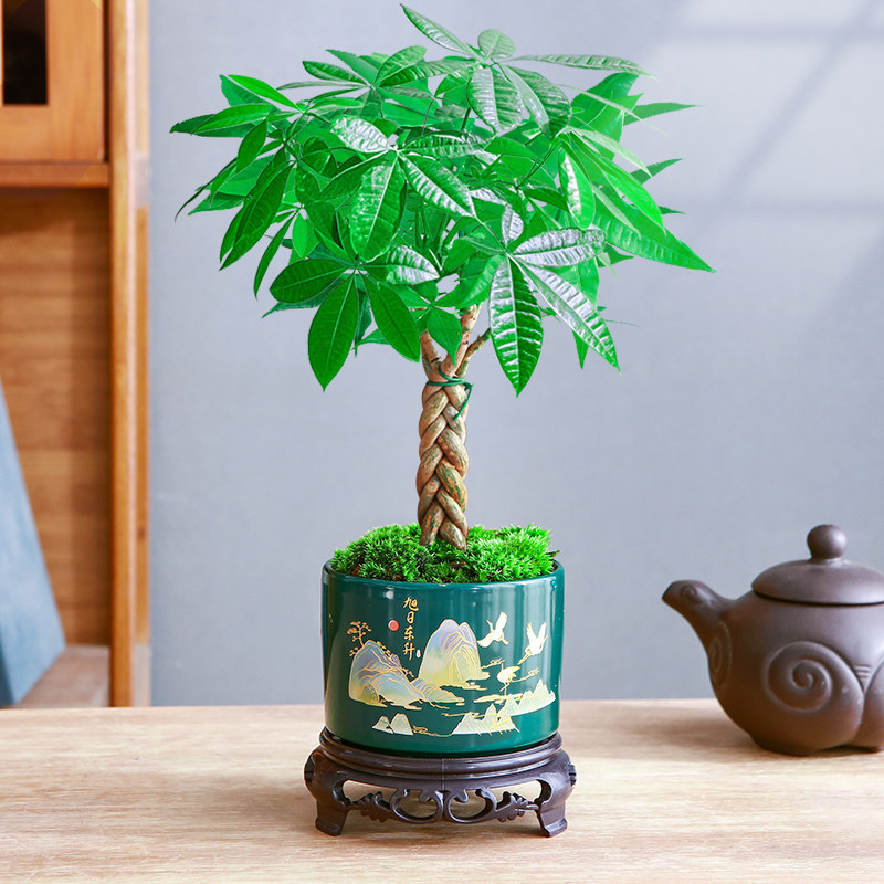 发财树盆栽植物室内花卉绿植办公桌面绿植