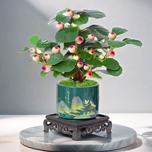 金刚菩提树中式绿植室内花卉禅意