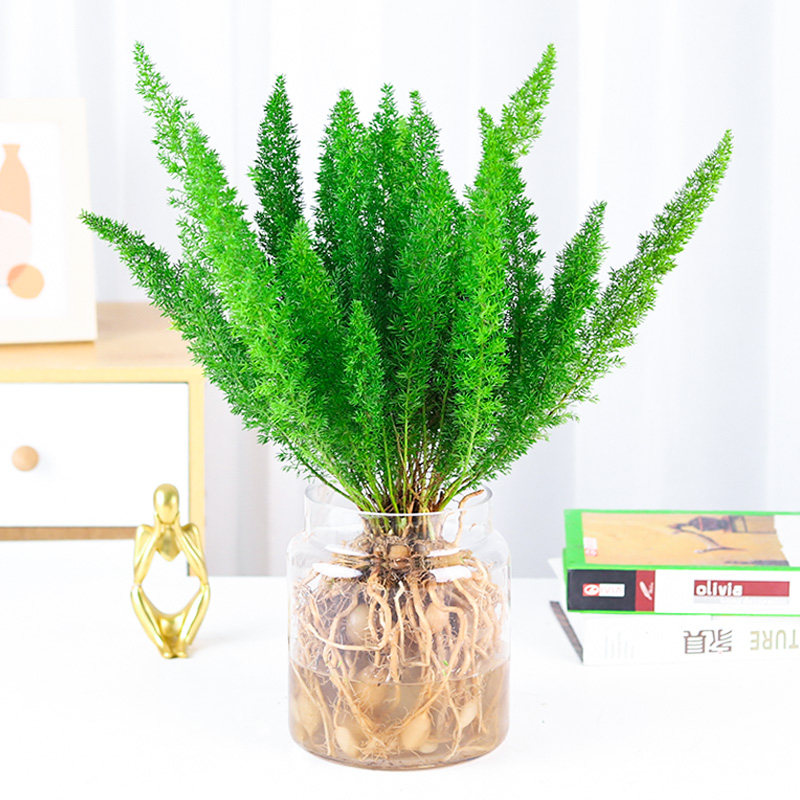 水培植物狐尾天门冬客厅桌面阳台绿植四季好养耐寒耐旱水养花苗