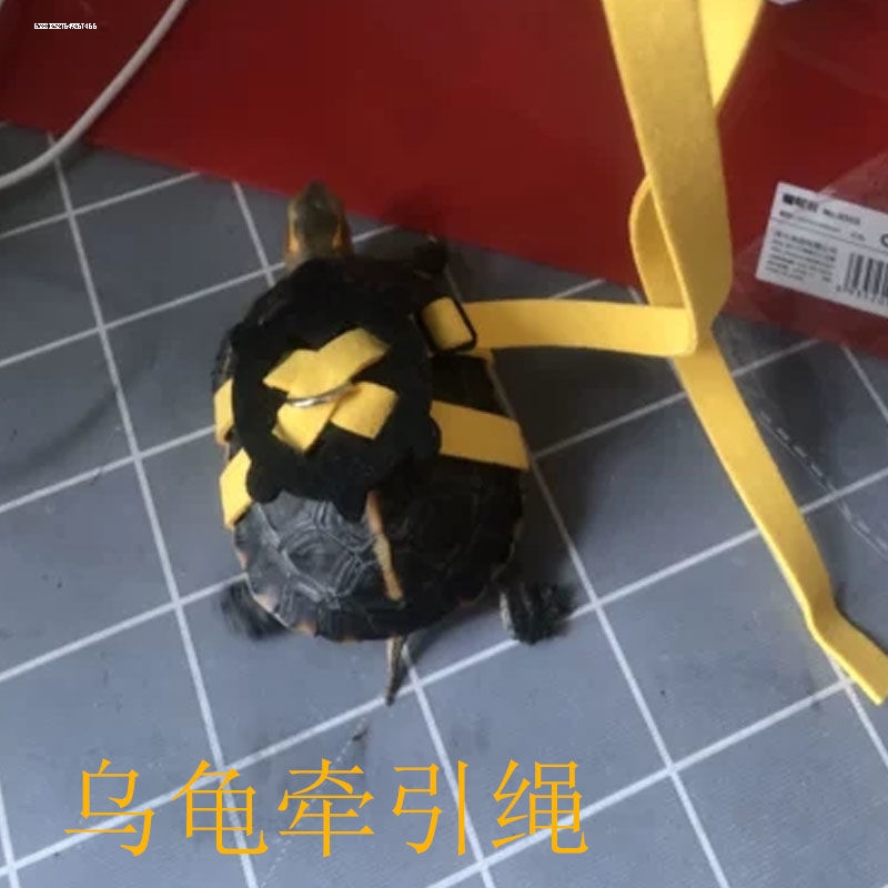 乌龟绳溜陆龟牵引绳乌龟绳宠物牵引背带可调节外出系套绑乌龟用品