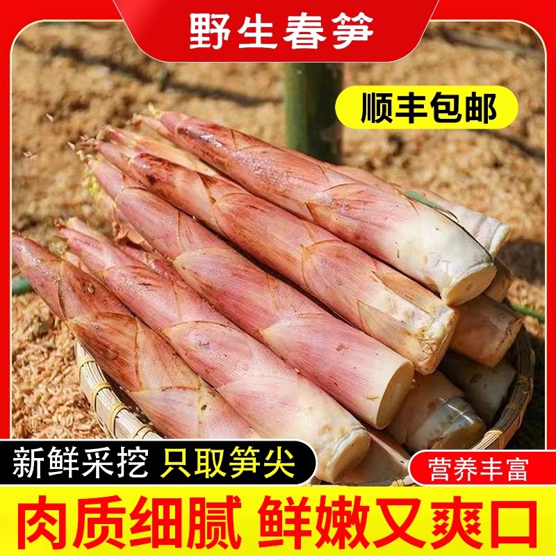天目山现挖当季竹笋新鲜野笋杭州农家野生竹笋笋尖当季竹笋